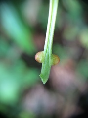 Passiflora auriculata