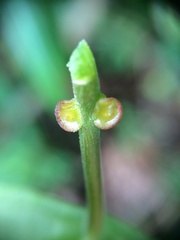 Passiflora auriculata