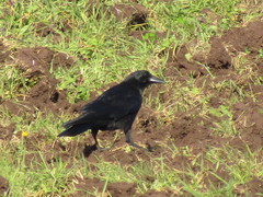 Corvus corone