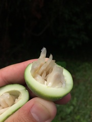 Passiflora auriculata