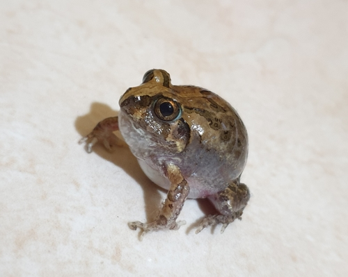 Band Sand Frog, Sphaerotheca breviceps