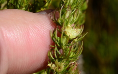 Cliffortia subsetacea