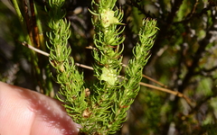 Cliffortia subsetacea