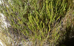 Cliffortia subsetacea