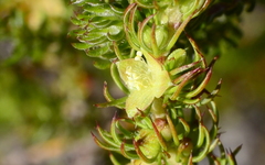 Cliffortia subsetacea