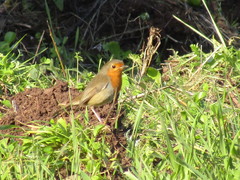 Erithacus rubecula