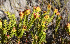 Penaea