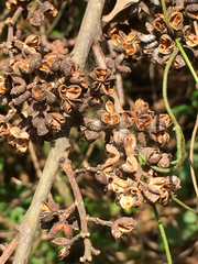 Tetradium glabrifolium