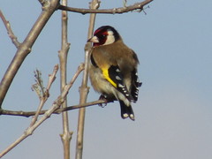 Carduelis carduelis