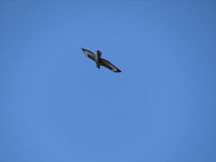 Buteo buteo