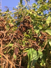 Tetradium glabrifolium