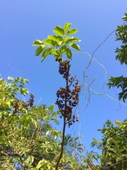 Tetradium glabrifolium