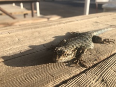 Sceloporus occidentalis