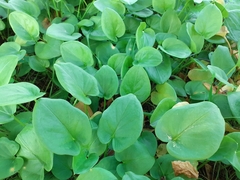 Arisarum simorrhinum