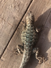 Sceloporus occidentalis