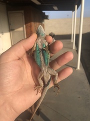 Sceloporus occidentalis