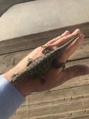 Sceloporus occidentalis