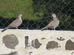 Streptopelia decaocto