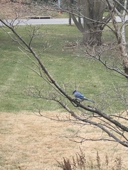 Cyanocitta cristata bromia