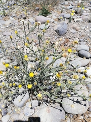 Centaurea solstitialis