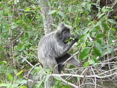 Trachypithecus selangorensis