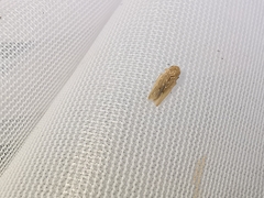 Thamnotettix dilutior