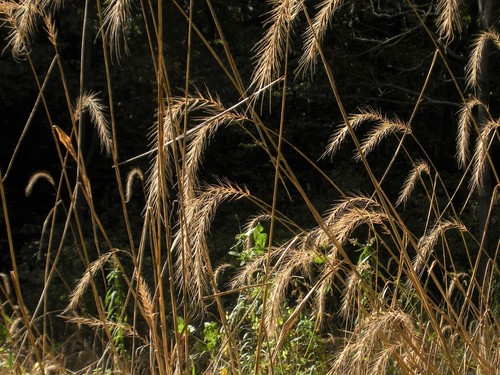 riverbank wildrye (Elymus riparius)