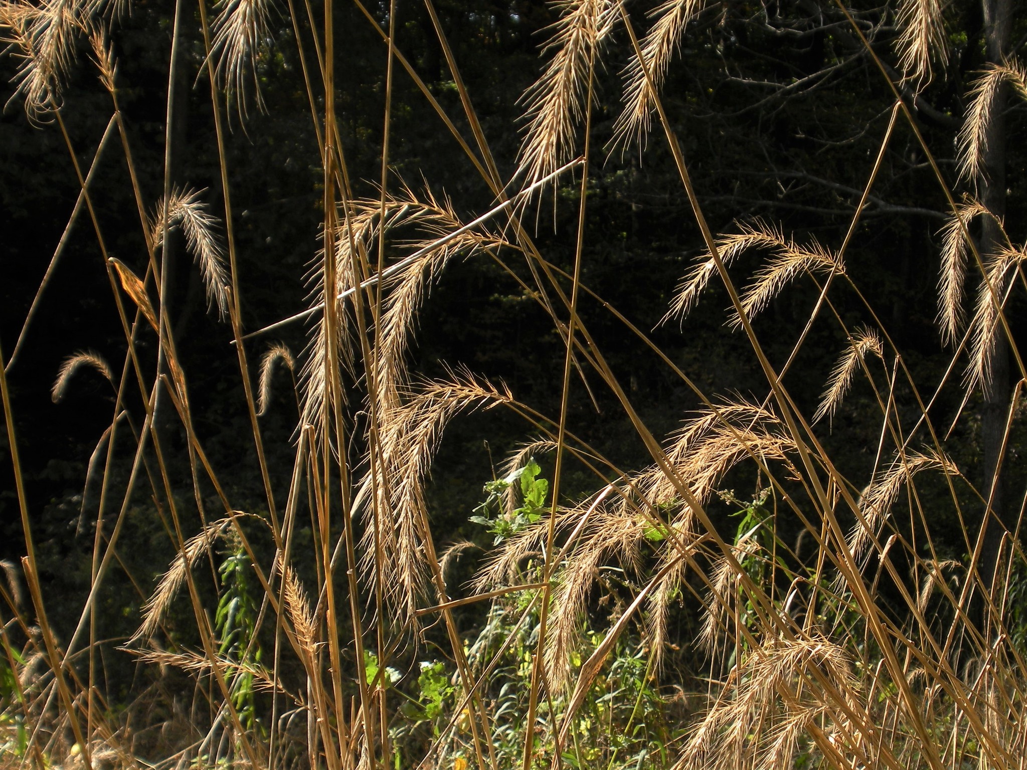 Elymus riparius