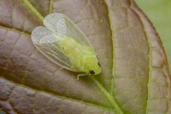 Kallitaxila granulata