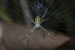 Argiope dang