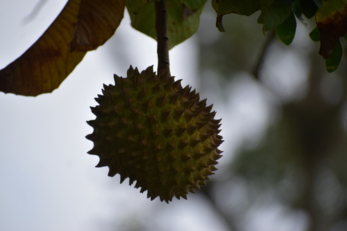 Annona purpurea - Leaves