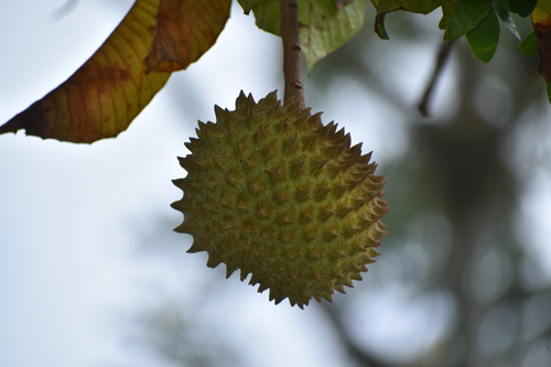 Annona purpurea - Whole tree