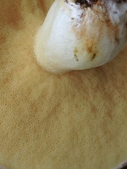 Suillus brevipes image