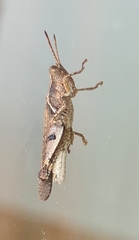Abracris dilecta
