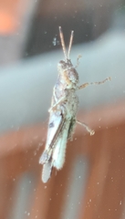 Abracris dilecta