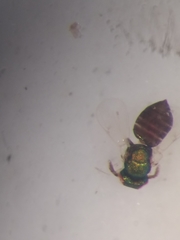 Closterocerus chamaeleon