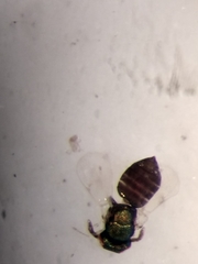 Closterocerus chamaeleon