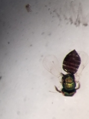 Closterocerus chamaeleon