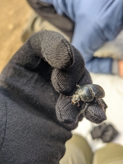 Sericotrupes niger