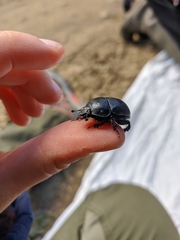 Sericotrupes niger