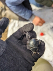 Sericotrupes niger
