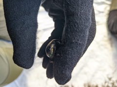 Sericotrupes niger