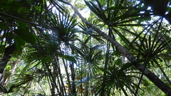 Lepidocaryeae