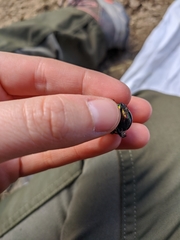 Sericotrupes niger