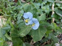 Commelina erecta