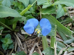 Commelina erecta