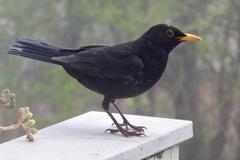 Turdus merula