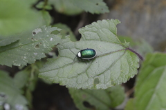 Asphaera albomarginata