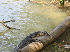 Varanus salvator macromaculatus