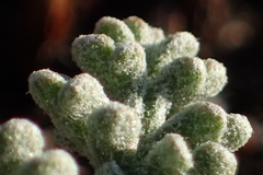 Chaenactis douglasii